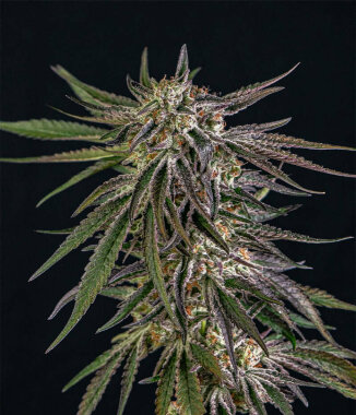 Holy Hemp Ambrosia Kush - 3 feminisierte Samen