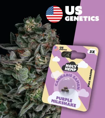 Holy Hemp Purple Milkshake - 3 feminisierte Samen