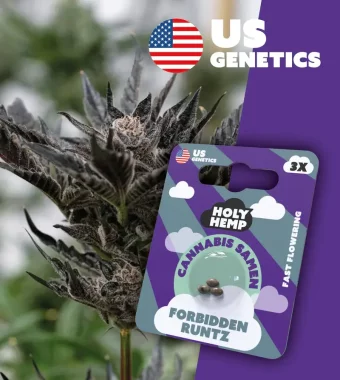 Holy Hemp Forbidden Runtz Fast Flowering - 3 feminisierte...