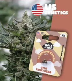 Holy Hemp GMO Rootbeer Fast Flowering - 3 feminisierte Samen