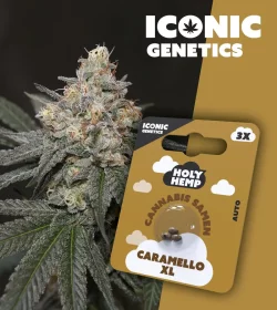 Holy Hemp Caramello XL AUTO - 3 Autoflowering Samen