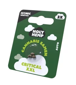 Holy Hemp Critical XXL AUTO - 3 Autoflowering Samen