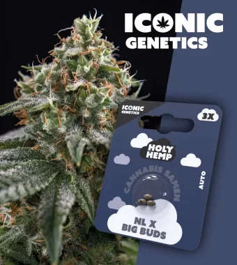 Holy Hemp NL x Big Buds AUTO - 3 Autoflowering Samen