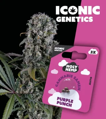 Holy Hemp Purple Punch AUTO - 3 Autoflowering Samen