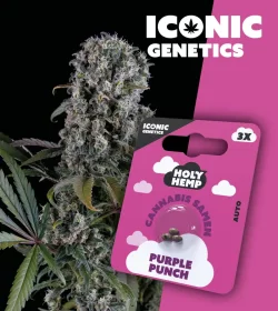 Holy Hemp Purple Punch AUTO - 3 Autoflowering Samen