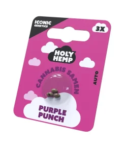 Holy Hemp Purple Punch AUTO - 3 Autoflowering Samen