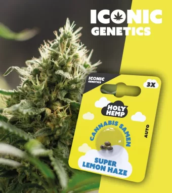 Holy Hemp Super Lemon Haze AUTO - 3 Autoflowering Samen