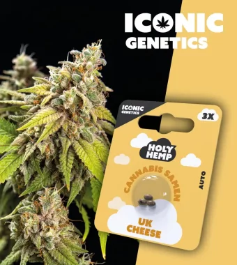 Holy Hemp UK Cheese AUTO - 3 Autoflowering Samen