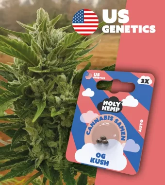 Holy Hemp OG Kush AUTO - 3 Autoflowering Samen