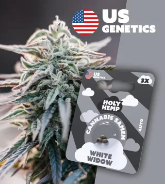 Holy Hemp White Widow AUTO - 3 Autoflowering Samen