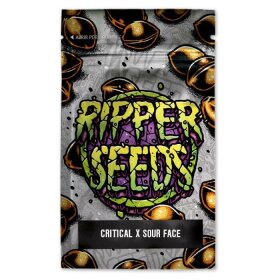 Ripper Seeds Critical x Sour Face Limited - 3 feminisierte Samen