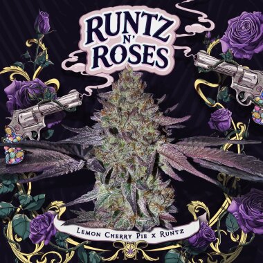 T.H. Seeds Runtz N Roses - 6 feminisierte Samen