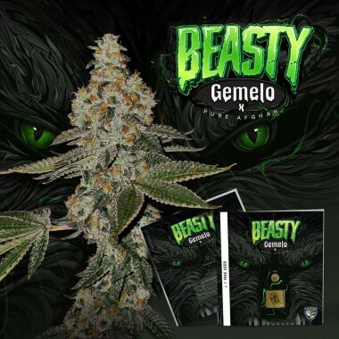 T.H. Seeds Beasty - 6 feminisierte Samen