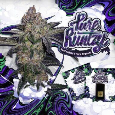 T.H. Seeds Pure Runtzy - 6  feminisierte Samen