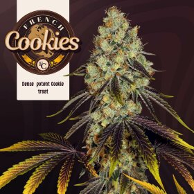 T.H. Seeds French Cookies - 6  feminisierte Samen