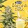 T.H. Seeds Banana Candy Krush - 6 feminisierte Samen