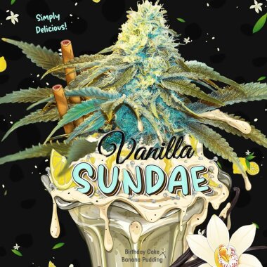 T.H. Seeds Vanilla Sundae 710 Special Pack - 7+1...