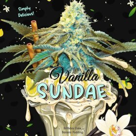 T.H. Seeds Vanilla Sundae 710 Special Pack - 7+1 feminisierte Samen