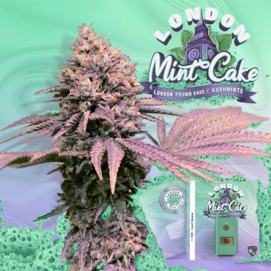 T.H. Seeds London Mint Cake - 6 feminisierte Samen