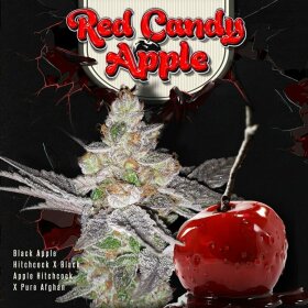 T.H. Seeds Red Candy Apple - 6 feminisierte Samen