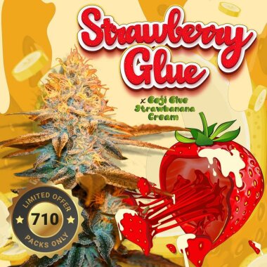 T.H. Seeds Strawberry Glue 710 Special Pack - 7+1...