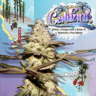 T.H. Seeds CaliFunk - 6 feminisierte Samen