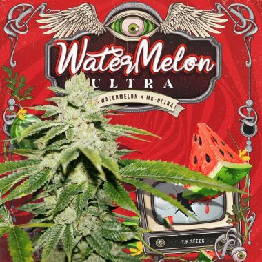 T.H. Seeds WaterMelon Ultra - 6 feminisierte Samen