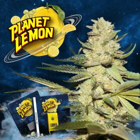 T.H. Seeds Planet Lemon - 6 feminisierte Samen