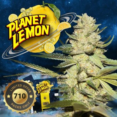 T.H. Seeds Planet Lemon 710 Special Pack - 6 feminisierte...