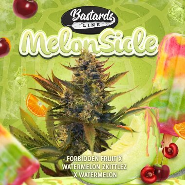 T.H. Seeds MelonSicle - 6 feminisierte Samen