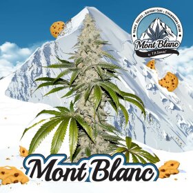 T.H. Seeds Mont Blanc - 6 feminisierte Samen