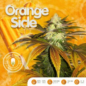 T.H. Seeds Orangesicle - 6 feminisierte Samen