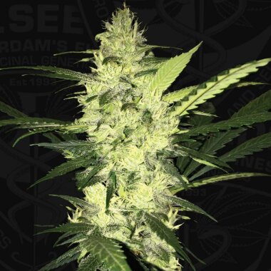 T.H. Seeds La S.A.G.E. - 5 feminisierte Samen