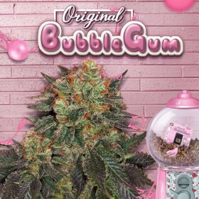 T.H. Seeds Bubblegum - 6 feminisierte Samen