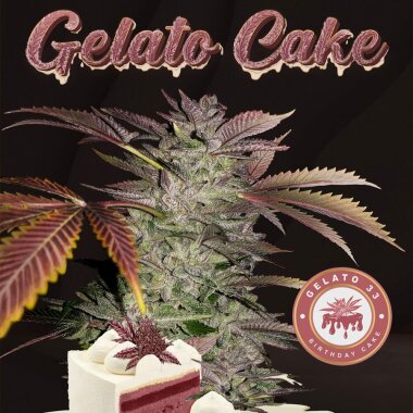 T.H. Seeds Gelato Cake - 6 feminisierte Samen