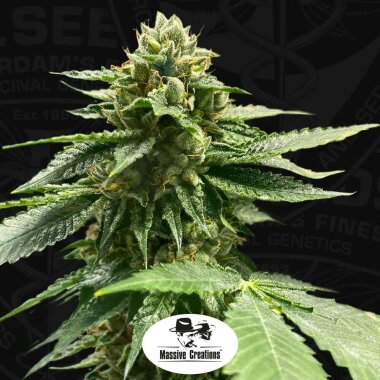 T.H. Seeds Melon Vader - 5 feminisierte Samen