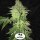 T.H. Seeds Shiloh Z - 5 feminisierte Samen