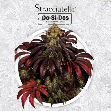 T.H. Seeds Stracciatella - 6 feminisierte Samen