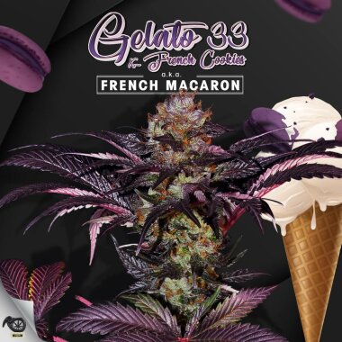 T.H. Seeds French Macaron - Gelato 33 - 6 feminisierte Samen