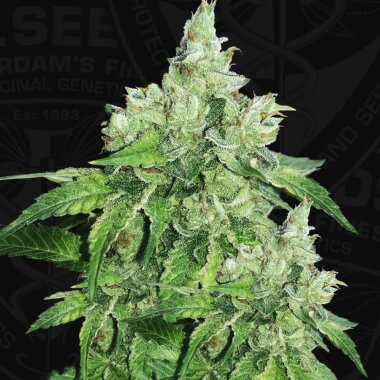 T.H. Seeds Citron Givré - Birthday Cake - 6...