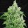 T.H. Seeds Citron Givré - Birthday Cake - 6  feminisierte Samen