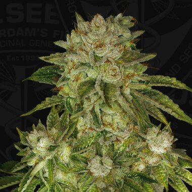 T.H. Seeds MK-Ultra - 5 feminisierte Samen