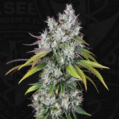 T.H. Seeds Underdawg™ - Birthday Cake - 5...