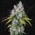 T.H. Seeds Underdawg™ - Birthday Cake - 5  feminisierte Samen