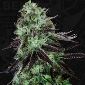 T.H. Seeds Darkstar™  - 5 feminisierte Samen