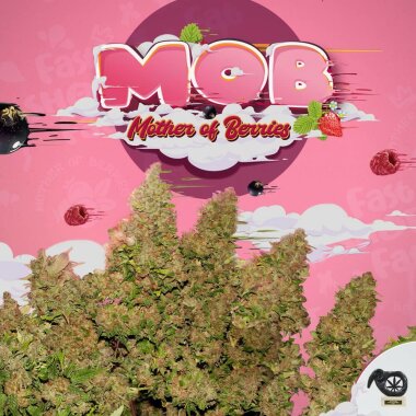 T.H. Seeds MOB™ - 6 feminisierte Samen