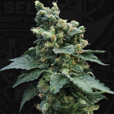 T.H. Seeds S.A.G.E.™n Sour - 5 feminisierte Samen