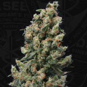 T.H. Seeds Kushage™ - 5 feminisierte Samen