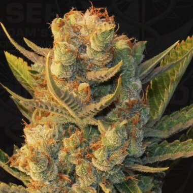 T.H. Seeds MK-Ultra™ x Bubblegum - 5 feminisierte...