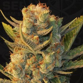 T.H. Seeds MK-Ultra™ x Bubblegum - 5 feminisierte Samen